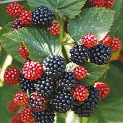 BÖĞÜRTLEN FİDANI