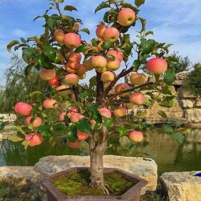 Tüplü Yarı Bodur Kokulu Amasya Misket Elması Fidanı