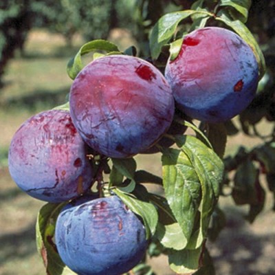 Tüplü Yüksek Verimli Angeleno Erik Fidanı