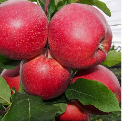 Tüplü Yüksek Verimli Galaxy Gala Elma Fidanı