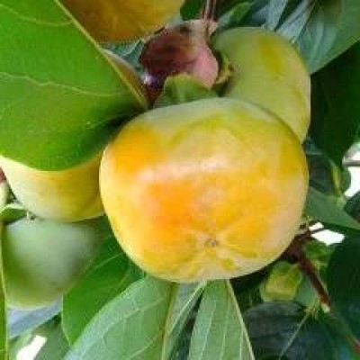 Tüplü Elma Gibi Yenen Hanna Fuyu Trabzon Hurması Fidanı