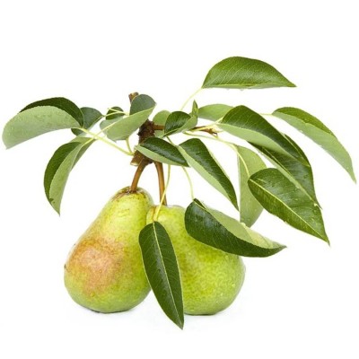 Tüplü Erkenci Haziran Güzeli Armut Fidanı