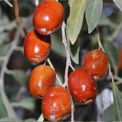 Tüplü Anadolu İğde (Rus Zeytini) Fidanı