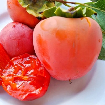 Tüplü Yüksek Verimli Sharon Trabzon Hurması Fidanı