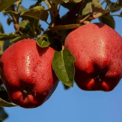 Tüplü Uzun Süre Dayanıklı Starking Elma Fidanı