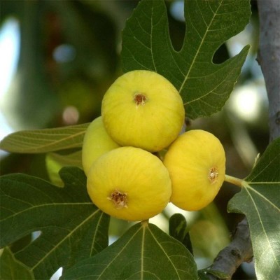 Tüplü Yöresel Beyaz Lob İncir Fidanı