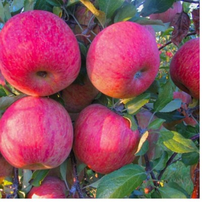 Tüplü Kendine Verimli Fuji Kiku Elma Fidanı