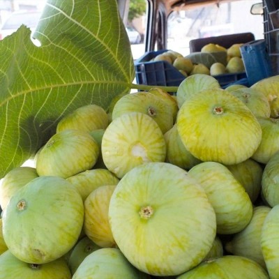 Tüplü Yöresel Çeşit Mut İnciri Fidanı